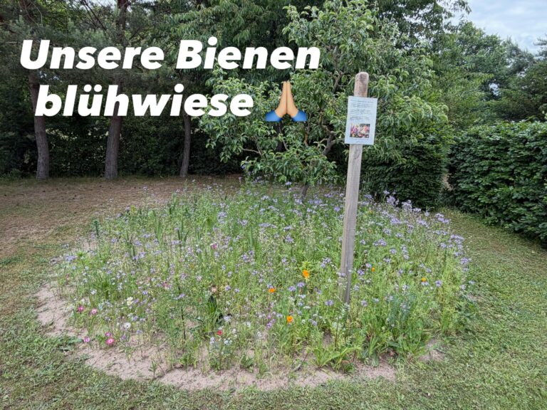 Blumenwiese für die Insekten